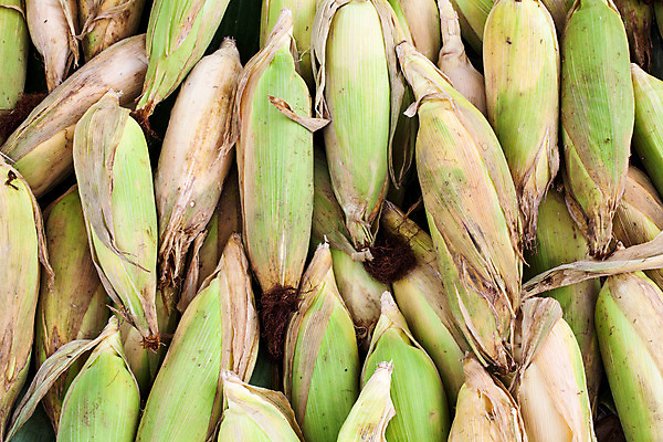 포토 JPG 해외이미지 식물 음식 잎 농업 채소 재료 자연 건강 옥수수 요리 씨앗 사람없음 초록색 농작물 노란색 에너지 수확 신선 황금 닫기 경찰 달콤 시리얼 먹기 묘사 오브젝트 유기농 알맹이 날것 귀 부드러움 연료 내추럴 생식 숙성 많음 해외202004 해외포토 직업 웰빙 산업 컬러 컨셉 모션 곡류 신체부위 감각 맛 생태계 파일형식 이미지허브