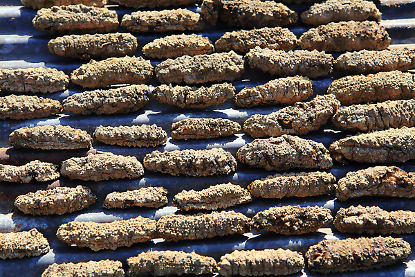 포토 JPG 해외이미지 동물 음식 바다 다이어트 자연 오이 생물 건조 종류 육류 요리 사람없음 야외 물 햇빛 태양 수영 식사 잡기 뜨거움 맛 해산물 피부 모음 어장 범퍼 소금물 해외202004 해외포토 자연요소 컨셉 채소 식재료 모션 건강 한글 신체부위 수상스포츠 생태계 파일형식 이미지허브