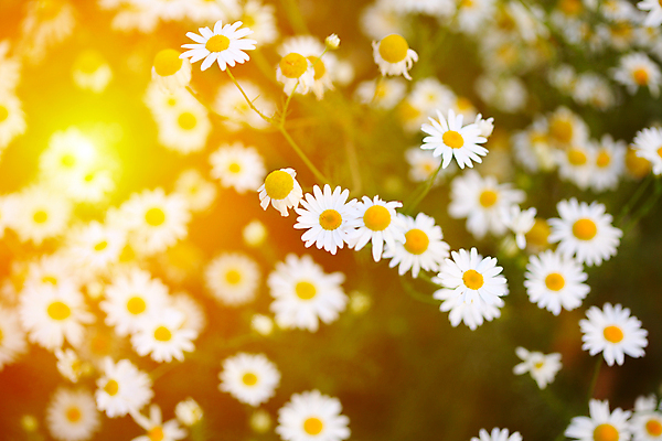 포토 JPG 해외이미지 식물 꽃잎 꽃 줄기 꽃다발 백그라운드 꽃무늬 밭 자연 사람없음 초록색 빛 햇빛 태양 정원 봄 성장 벚꽃 허브 데이지 부드러움 캐모마일 해외202004 해외포토 자연요소 계절 컬러 무늬 농업 감각 생태계 파일형식 이미지허브