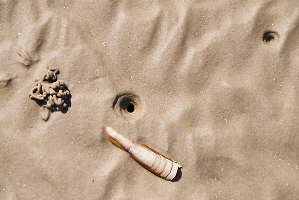 포토 JPG 해외이미지 물결 모래 백그라운드 패턴 조류 표면 추상 독일 사람없음 물 하이킹 홍수 썰물 묘사 부식 질감 홍합 곰팡이 해외202004 해외포토 자연요소 동물 유럽 바다 무늬 레저 어패류 자연재해 파일형식 이미지허브