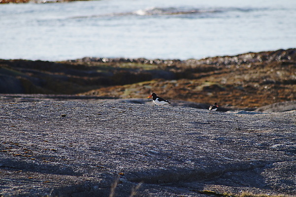포토 JPG 해외이미지 동물 자연 조류 풍경 사람없음 야외 내추럴 해외202004 해외포토 생태계 파일형식 이미지허브