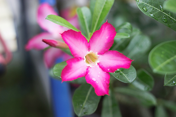 포토 JPG 해외이미지 식물 공원 꽃잎 꽃 아시아 분홍색 꽃다발 잎 꽃무늬 태국 자연 동양인 사람없음 장식 빨간색 초록색 컬러풀 장미 정원 사막 성장 벚꽃 신선 개화 유기농 원예 생물학 내추럴 해외202004 해외포토 웰빙 공공시설 교육 나라 컬러 무늬 인종 취미 생태계 파일형식 이미지허브