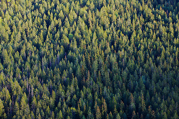 포토 JPG 해외이미지 나무 자연 사람없음 환경 소나무 숲 침엽수 자원 내추럴 벌목 삼나무 생태학 가문비나무 해외202004 해외포토 식물 교육 생태계 파일형식 이미지허브