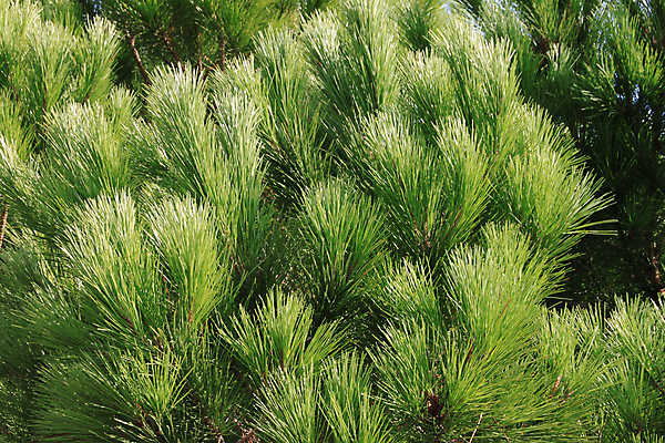 포토 JPG 해외이미지 백그라운드 사람없음 초록색 나뭇가지 소나무 가시 해외202004 해외포토 나무 컬러 파일형식 이미지허브