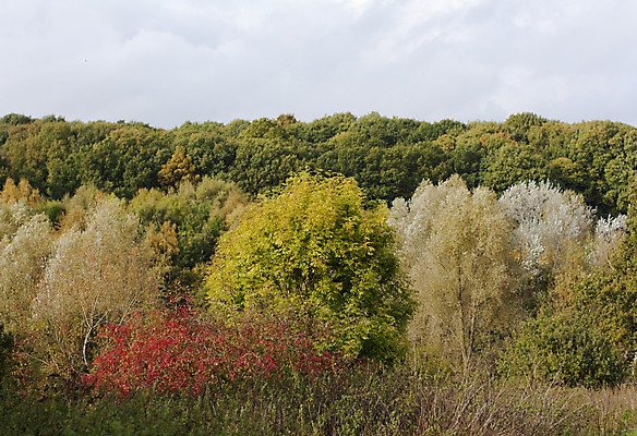 포토 JPG 해외이미지 나무 식물 계절 공원 잎 자연 하늘 풍경 사람없음 빨간색 노란색 가을 변화 숲 장면 10월 해외202004 해외포토 공공시설 컬러 컨셉 날짜 생태계 파일형식 이미지허브