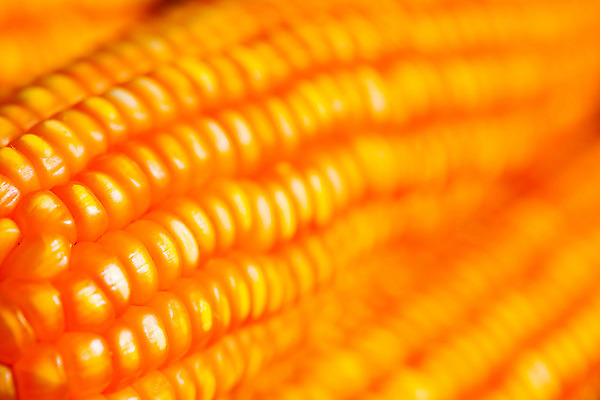 포토 JPG 해외이미지 문화 음식 줄기 조각 백그라운드 농업 다이어트 채소 재료 건강 옥수수 요리 사람없음 초록색 태양 농장 노란색 식사 수확 껍질 신선 황금 달콤 맛 아침식사 낟알 시리얼 먹기 만족 유기농 알맹이 날것 향기 귀 내추럴 삶기 숙성 채식주의자 해외202004 해외포토 자연요소 식물 웰빙 감정 산업 컬러 컨셉 모션 곡류 신체부위 채식 냄새 파일형식 이미지허브