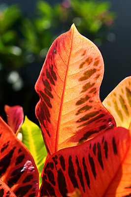 포토 JPG 해외이미지 식물 계절 공원 백그라운드 잎 오렌지 자연 벽지 사람없음 야외 빨간색 여름 컬러풀 햇빛 노란색 환경 맑음 가을 황금 유기농 질감 내추럴 강렬 리듬 생태학 해외202004 해외포토 웰빙 공공시설 교육 컬러 과일 날씨 태양 생태계 파일형식 이미지허브