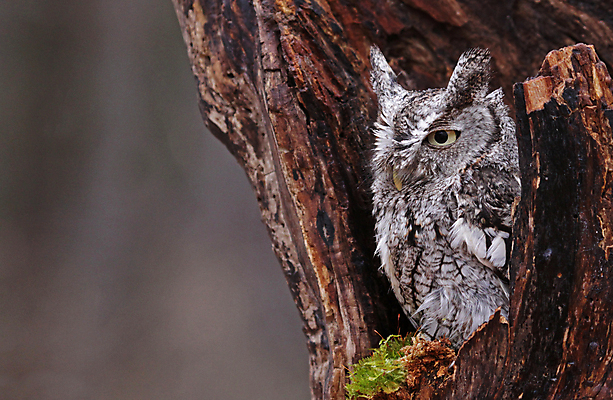 포토 JPG 해외이미지 나무 응시 자연 조류 이끼 사람없음 야외 목재 잠 집중 깃털 부리 육식동물 부엉이 노려봄 숨김 카피스페이스 해외202004 해외포토 식물 동물 시선 컨셉 재료 표정 공백 생태계 파일형식 이미지허브
