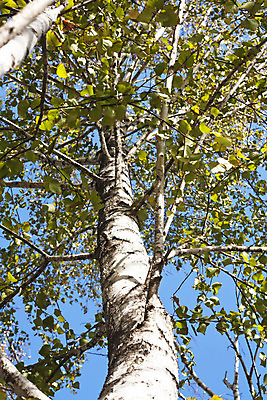 포토 JPG 해외이미지 나무 식물 계절 줄기 오렌지 자연 하늘 풍경 사람없음 여름 파란색 노란색 줄무늬 가을 흰색 나뭇가지 정상 숲 시원함 아래 자작나무 깊이 줄서기 해외202004 해외포토 컬러 무늬 과일 모션 방향 생태계 위치 파일형식 이미지허브