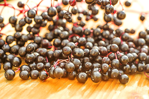 포토 JPG 해외이미지 식물 계절 음식 단풍 패턴 과일 자연 건강 사람없음 야외 컬러풀 약 검은색 나뭇가지 신선 묘사 내추럴 해외202004 해외포토 나무 컬러 잎 무늬 의학 생태계 파일형식 이미지허브