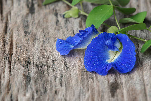 포토 JPG 해외이미지 식물 꽃잎 꽃 아시아 나비 백그라운드 꽃무늬 농업 태국 자연 요리 동양인 사람없음 목재 치료 초록색 파란색 보라색 벚꽃 신선 널 허브 완두콩 내추럴 해외202004 해외포토 나무 나라 산업 컬러 곤충 무늬 재료 의학 콩 인종 생태계 파일형식 이미지허브