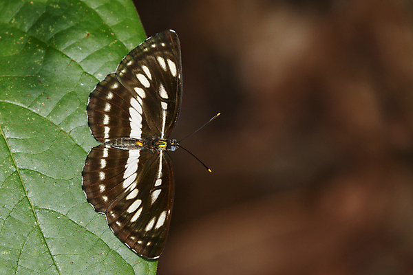 포토 JPG 해외이미지 식물 공원 꽃 야생동물 나비 곤충 백그라운드 패턴 날개 오렌지 태국 자연 사람없음 야외 초록색 여름 컬러풀 농장 갈색 정원 맑음 검은색 봄 벚꽃 흰색 오픈 벌레 먹기 생물학 슛 선원 내추럴 고립 평야 해외202004 해외포토 동물 계절 공공시설 교육 아시아 컬러 무늬 농업 과일 모션 날씨 생태계 파일형식 이미지허브