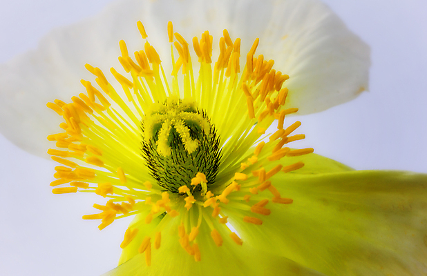 포토 JPG 해외이미지 꽃 사람없음 컬러풀 노란색 봄 성장 벚꽃 흰색 양귀비 꽃수술 해외202004 해외포토 식물 계절 컬러 파일형식 이미지허브
