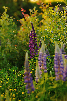 포토 JPG 해외이미지 식물 응시 꽃잎 꽃 백그라운드 꽃무늬 밭 자연 추상 사람없음 초록색 파란색 태양 정원 맑음 봄 시골 개화 저녁 허브 제비꽃 아로마 해외202004 해외포토 자연요소 시선 계절 컬러 무늬 농업 날씨 야간 생태계 파일형식 이미지허브