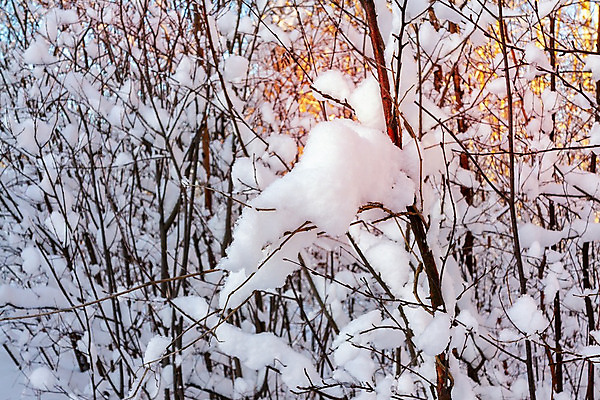 포토 JPG 해외이미지 식물 공원 백그라운드 겨울 날씨 추상 사람없음 빛 태양 환경 냉동 얼음 일몰 추위 광선 가을 흰색 나뭇가지 눈송이 숲 시원함 12월 크리스탈 서리 2월 눈내림 해외202004 해외포토 자연요소 나무 계절 공공시설 컬러 무늬 눈_날씨 노을 날짜 광석 파일형식 이미지허브