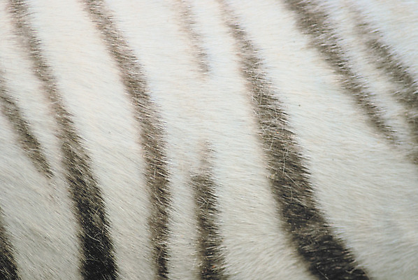 포토 JPG 해외이미지 동물 백그라운드 자연 털 사람없음 검은색 흰색 호랑이 닫기 피부 언덕 질감 숨김 내추럴 동물상 해외202004 해외포토 컬러 컨셉 포유류 모션 신체부위 조형물 생태계 파일형식 이미지허브