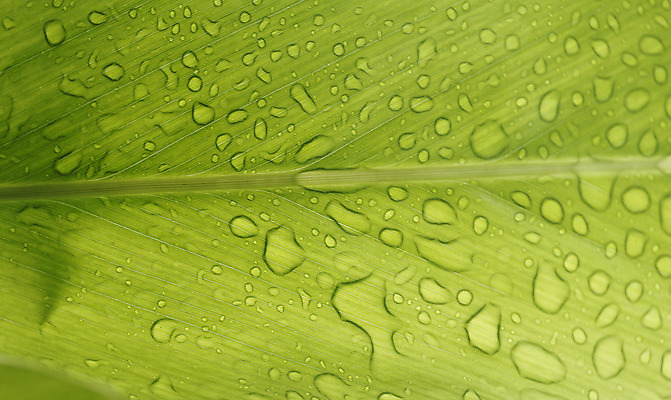 포토 JPG 해외이미지 식물 디자인 백그라운드 잎 자연 사람없음 초록색 물 반사 환경 정원 봄 젖음 흰색 물방울 신선 닫기 떨어짐 이슬 즐거움 질감 정맥 내추럴 베르데 해외202004 해외포토 자연요소 계절 감정 컬러 컨셉 모션 생태계 혈관 파일형식 이미지허브