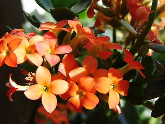 포토 JPG 해외이미지 식물 계절 꽃잎 꽃 잎 오렌지 자연 사람 사람없음 야외 가로 초록색 여름 햇빛 약 머리 정원 봄 벚꽃 나뭇가지 시간 개화 선택 작음 허브 싱글 원예 꽃수술 영원 정중 해외202004 해외포토 나무 컬러 컨셉 과일 의학 취미 신체부위 태양 크기 생태계 파일형식 이미지허브