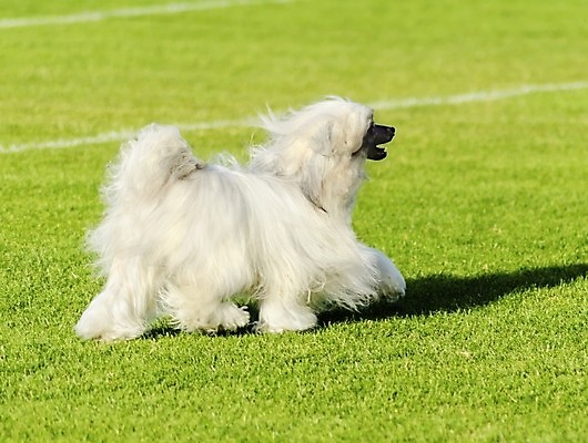 포토 JPG 해외이미지 동물 응시 공원 행복 컨셉 포유류 친절 털 건강 서기 잔디 사람없음 야외 반려동물 믿음 중국 가축 활발 미니어처 코트 흰색 우아함 개 달콤 강아지 피부 퍼프 무릎 부드러움 갈기 솜털 송곳니 기르기 동반자 복종 신앙심 유래 직진 충실 해외202004 해외포토 식물 시선 공공시설 감정 아시아 컬러 모션 신체부위 모형 외투 감각 맛 치아 돌봄 파일형식 이미지허브