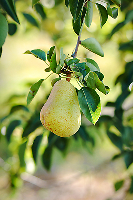 포토 JPG 해외이미지 나무 식물 계절 음식 잎 농업 과일 자연 건강 사람없음 초록색 여름 농작물 햇빛 농장 정원 수확 성장 가을 나뭇가지 시골 신선 달콤 맛 과수원 묘사 유기농 원예 생물학 내추럴 숙성 해외202004 해외포토 웰빙 교육 산업 컬러 컨셉 취미 태양 생태계 파일형식 이미지허브