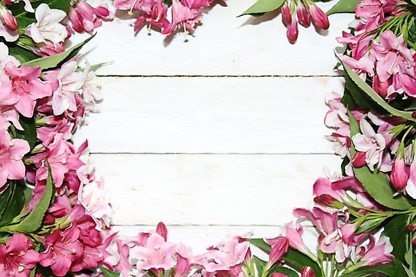 포토 JPG 해외이미지 꽃 분홍색 사람없음 목재 해외202004 해외포토 나무 식물 컬러 재료 파일형식 이미지허브