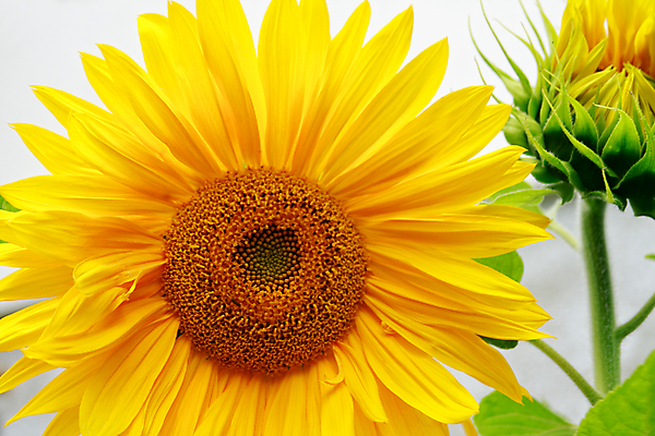 포토 JPG 해외이미지 식물 꽃잎 꽃 줄기 농업 자연 하늘 해바라기 씨앗 사람없음 파란색 농작물 햇빛 농장 노란색 정원 맑음 신선 닫기 이슬 원예 강렬 해외202004 해외포토 산업 컬러 모션 날씨 취미 태양 생태계 파일형식 이미지허브