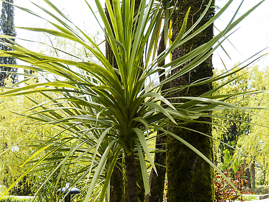 포토 JPG 해외이미지 나무 식물 구름 공원 도로 모래 벽 바다 섬 여행 백그라운드 과일 자연 하늘 휴가 휴식 손바닥 풍경 사람없음 야외 초록색 여름 파란색 태양 맑음 미국 흰색 나뭇가지 뜨거움 장면 코코넛 내추럴 고립 마이애미 이국적 파라다이스 플로리다 해외202004 해외포토 자연요소 손 계절 공공시설 길 컬러 컨셉 북아메리카 교통시설 날씨 생태계 파일형식 이미지허브