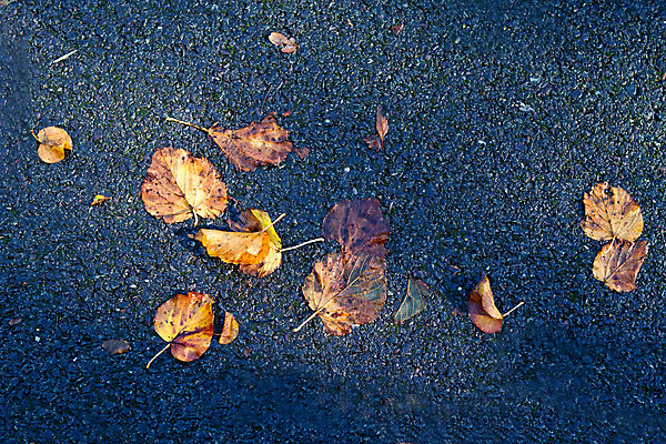 포토 JPG 해외이미지 식물 1 계절 백그라운드 단풍 잎 패턴 오렌지 자연 벽지 표면 추상 사람없음 야외 목재 빨간색 갈색 노란색 쌓기 검은색 가을 흰색 나뭇가지 죽음 점 황금 아스팔트 9월 싱글 질감 서식 심플 내추럴 고립 땅바닥 혼자 해외202004 해외포토 나무 도로 컬러 무늬 과일 재료 모션 바닥 날짜 생태계 파일형식 이미지허브