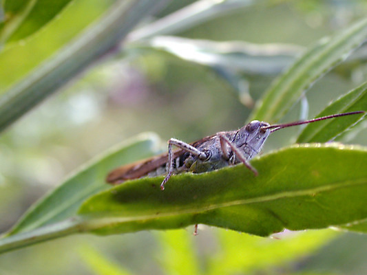 포토 JPG 해외이미지 나무 꽃 나비 곤충 잎 꽃무늬 농업 오렌지 자연 하늘 따뜻함 사람없음 초록색 여름 빛 태양 노란색 평화 맑음 봄 자유 닫기 무당벌레 버터 메뚜기 해외202004 해외포토 자연요소 식물 동물 계절 산업 컬러 컨셉 무늬 과일 모션 날씨 생태계 파일형식 이미지허브