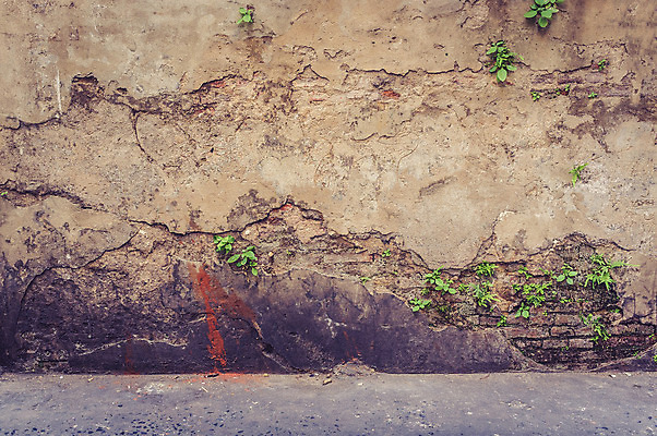 포토 JPG 해외이미지 나무 식물 꽃 벽 백그라운드 잎 창문 자연 벽돌 주택 미술 사람없음 야외 초록색 놀람 봄 성장 흰색 사찰 질감 아이비 무화과 내추럴 고립 옛날 해외202004 해외포토 계절 감정 컬러 과일 종교건축 문화예술 표정 건물 생태계 파일형식 이미지허브