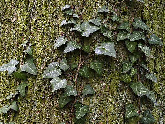 포토 JPG 해외이미지 나무 사람없음 초록색 숲 아이비 엮은 해외202004 해외포토 식물 컬러 파일형식 이미지허브