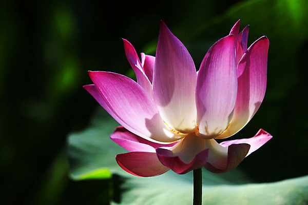 포토 JPG 해외이미지 식물 계절 공원 꽃잎 꽃 분홍색 백그라운드 잎 꽃무늬 자연 연꽃 사람없음 야외 빨간색 물 여름 반사 평화 환경 정원 고요 거울 자유 벚꽃 연못 개화 묘사 명상 엽서 이국적 해외202004 해외포토 자연요소 공공시설 컬러 컨셉 무늬 편지 생태계 파일형식 이미지허브