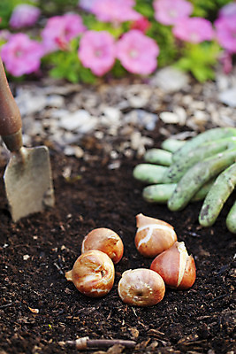 포토 JPG 해외이미지 식물 계절 꽃 지구 분홍색 장갑 꽃무늬 전구 자연 사람없음 야외 초록색 정원 흙 튤립 성장 가을 공구 신선 다발 모종삽 유기농 원예 조경 화단 먼지 5 피튜니아 해외202004 해외포토 웰빙 잡화 컬러 무늬 취미 숫자 도구 삽 생태계 파일형식 이미지허브
