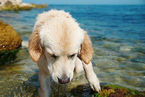 포토 JPG 해외이미지 동물 1 행복 얼굴 백그라운드 포유류 가족 하늘 성공 휴식 털 사랑 앉기 사람없음 파란색 반려동물 노란색 우정 흰색 기다림 황금 개 리트리버 강아지 래브라도리트리버 가득함 길이 송곳니 거짓말 고립 신앙심 해외202004 해외포토 감정 컬러 컨셉 관계 모션 신체부위 친구 치아 파일형식 이미지허브