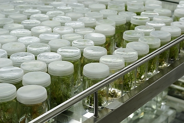 포토 JPG 해외이미지 나무 식물 교육 꽃 문화 과학 선반 세포 실험 사람없음 초록색 빛 환경 시험 성장 죽음 조직 실험실 중앙 질병 생명공학 먹이 과학자 분석 생물학 유전 줄서기 캡모자 해외202004 해외포토 직업 모자_잡화 컬러 가구 컨셉 의학 모션 학자 파일형식 이미지허브