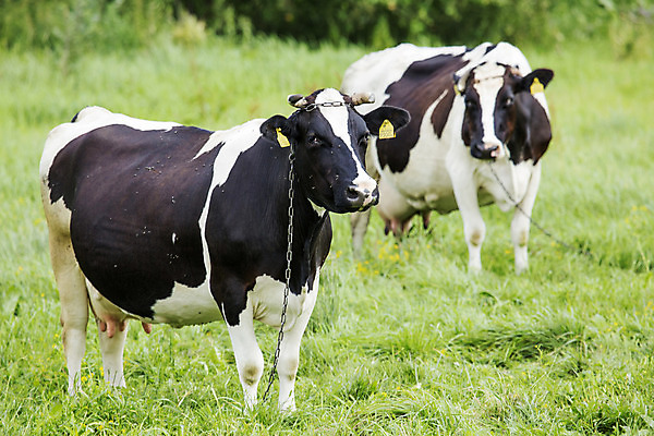 포토 JPG 해외이미지 동물 꽃 밭 농업 사람없음 초록색 농장 봄 농촌 소 해외202004 해외포토 식물 계절 산업 컬러 포유류 시골 파일형식 이미지허브