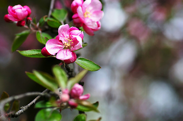 포토 JPG 해외이미지 나무 식물 계절 꽃잎 꽃 아시아 분홍색 백그라운드 곡선 자연 벽지 새로움 사람없음 장식 일본 중국 봄 벚꽃 흰색 나뭇가지 신선 개화 체리 닫기 사과 묘사 싱글 베트남 동쪽 내추럴 고립 꽃수술 블러 엘리먼트 해외202004 해외포토 나라 선 컬러 컨셉 과일 모션 동남아시아 방향 생태계 파일형식 이미지허브