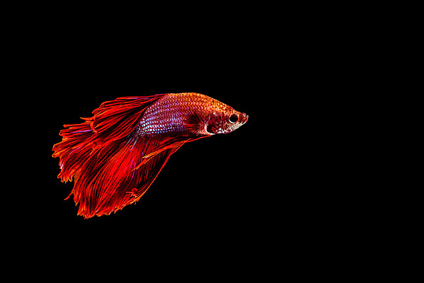 포토 JPG 해외이미지 동물 드레스 분홍색 포즈 백그라운드 모션 자연 불 왕관 어류 취미 사람없음 반려동물 컬러풀 수영 희망 힘 달 흰색 용 고급 우아함 닫기 눈금 생물학 꼬리 싸움 수족관 노려봄 고립 이국적 해외202004 해외포토 자연요소 옷 교육 감정 컬러 컨셉 표정 수중동물 수상스포츠 생태계 파일형식 이미지허브