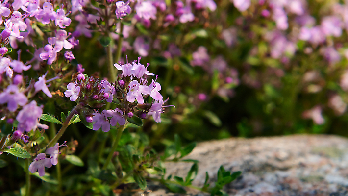 포토 JPG 해외이미지 식물 꽃 분홍색 백그라운드 잎 꽃무늬 자연 사람없음 장식 초록색 약 정원 보라색 덮개 벚꽃 조약돌 침대 약초 미끄럼틀 작음 자주색 허브 향신료 질감 라일락 내추럴 땅바닥 백리향 해외202004 해외포토 컬러 가구 무늬 의학 바닥 뚜껑 돌_바위 풀_식물 놀이기구 크기 생태계 향미료 파일형식 이미지허브