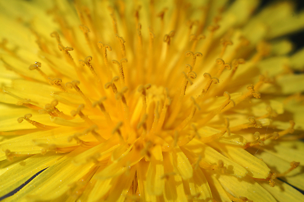 포토 JPG 해외이미지 식물 계절 꽃잎 꽃 백그라운드 자연 추상 사람없음 가로 여름 빛 노란색 머리 봄 벚꽃 민들레 싱글 꽃가루 꽃수술 해외202004 해외포토 컬러 무늬 신체부위 가루 생태계 파일형식 이미지허브