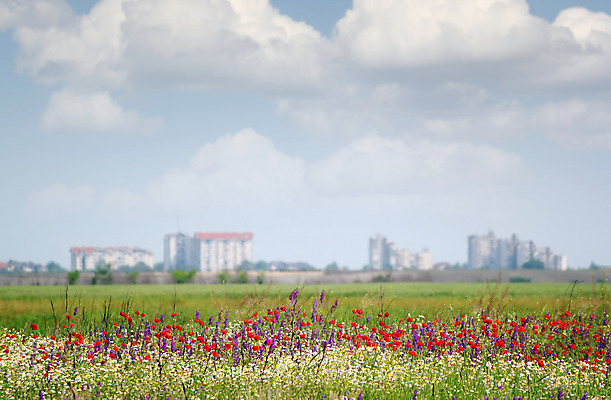 포토 JPG 해외이미지 식물 구름 계절 꽃잎 꽃 꽃무늬 밭 자연 하늘 풍경 사람없음 야외 건물 빨간색 초록색 여름 노란색 보라색 봄 벚꽃 흰색 시골 도시 허브 데이지 양귀비 캐모마일 해외202004 해외포토 자연요소 건축물 컬러 무늬 농업 생태계 파일형식 이미지허브