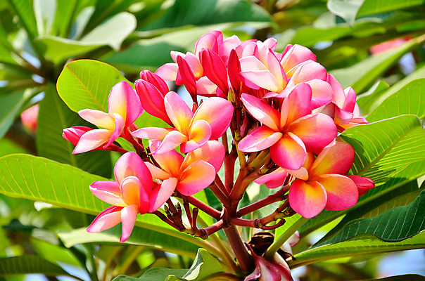 포토 JPG 해외이미지 꽃 분홍색 잎 태국 사람없음 초록색 정원 스파 벚꽃 흰색 개화 심볼 하와이 아열대 하와이인 많음 해외202004 해외포토 외국인 식물 아시아 컬러 컨셉 미국 파일형식 이미지허브