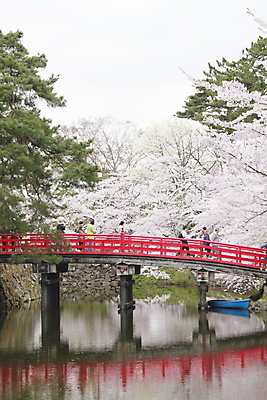포토 JPG 해외이미지 나무 공원 꽃 아시아 분홍색 하늘 사람없음 야외 물 파란색 정원 일본 맑음 봄 벚꽃 체리 가득함 내추럴 해외202004 해외포토 자연요소 식물 계절 공공시설 나라 컬러 과일 날씨 파일형식 이미지허브