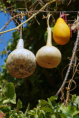 포토 JPG 해외이미지 식물 유럽 줄 섬 잎 과일 자연 사람없음 장식 마을 그리스 조롱박 해외202004 해외포토 나라 생태계 파일형식 이미지허브