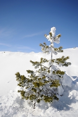 포토 JPG 해외이미지 구름 계절 크리스마스 겨울 자연 하늘 산 파노라마 풍경 사람없음 야외 가로 파란색 햇빛 크리스마스트리 냉동 얼음 침묵 이탈리아 추위 자유 탐험 흰색 나뭇가지 고독 순수 빙하 서리 산봉우리 자작나무 산기슭 산맥 해외202004 해외포토 자연요소 나무 기념일 감정 유럽 컬러 컨셉 촬영기법 태양 소리 생태계 봉우리 파일형식 이미지허브