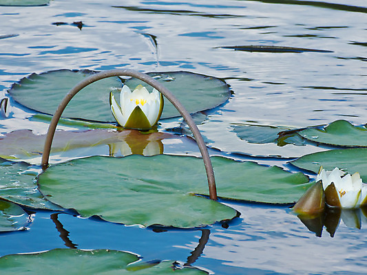 포토 JPG 해외이미지 식물 공원 꽃잎 꽃 호수 줄기 잎 자연 표면 사랑 사람없음 야외 장식 초록색 물 빛 강 반사 머리 평화 침묵 벚꽃 흰색 시골 연못 개화 비교 떨어짐 매끈함 당구 오브젝트 싱글 장면 내추럴 변소 부족함 해외202004 해외포토 자연요소 공공시설 감정 컬러 컨셉 신체부위 구기 소리 감각 생태계 파일형식 이미지허브