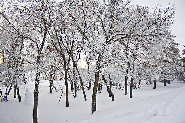 포토 JPG 해외이미지 나무 공원 캐나다 겨울 자연 날씨 풍경 사람없음 야외 추위 흰색 황무지 숲 해외202004 해외포토 식물 계절 공공시설 컬러 북아메리카 생태계 파일형식 이미지허브
