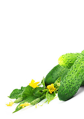 포토 JPG 해외이미지 식물 꽃 음료 음식 백그라운드 잎 농업 곡선 채소 과일 재료 자연 오이 건강 사람없음 가로 초록색 농작물 노란색 정원 성장 벚꽃 흰색 신선 원형 먹기 오브젝트 싱글 유기농 원예 슛 포도나무 고립 숙성 온실 채식주의자 비건 해외202004 해외포토 도형 웰빙 산업 선 컬러 모션 취미 과일나무 생태계 채식 파일형식 이미지허브