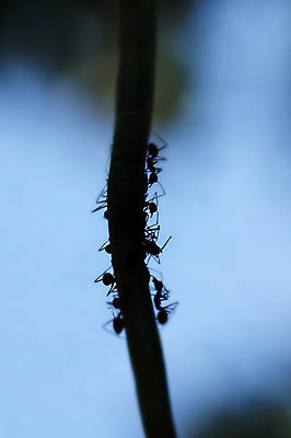 포토 JPG 해외이미지 식물 동물 실루엣 곤충 자연 콩 안테나 사람없음 야외 초록색 그룹 해충 벌레 작음 흉부 개미 기생충 해외202004 해외포토 컬러 통신 곡류 촬영기법 호흡기관 바이러스 크기 생태계 파일형식 이미지허브