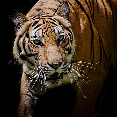 포토 JPG 해외이미지 동물 시선 얼굴 야생동물 오렌지 포유류 아프리카 털 사람없음 반사 머리 고양이 줄무늬 프랑스 분노 흰색 물방울 표현 호랑이 닫기 위험 사파리 육식동물 사냥꾼 표범 고립 공격적 시베리아 해외202004 해외포토 직업 감정 유럽 나라 컬러 컨셉 무늬 과일 모션 신체부위 반려동물 파일형식 이미지허브